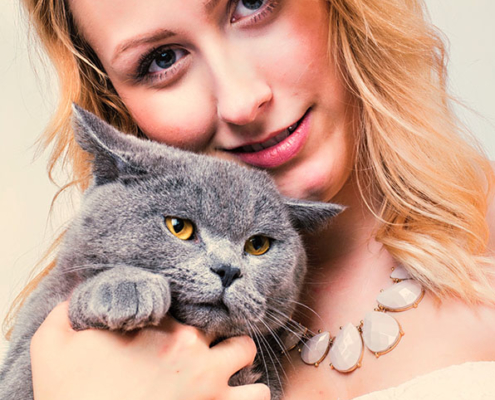 Tierfotografie British Shorthair Katze in München