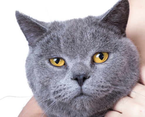 Katzenfotografie British Shorthair und Frau