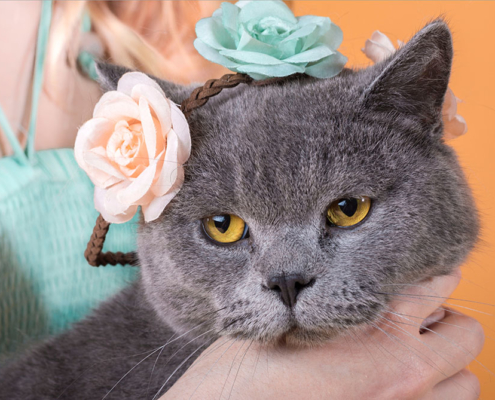 Katzenfotografie in München