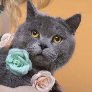 Tierfotografie British Shorthair Katze in München