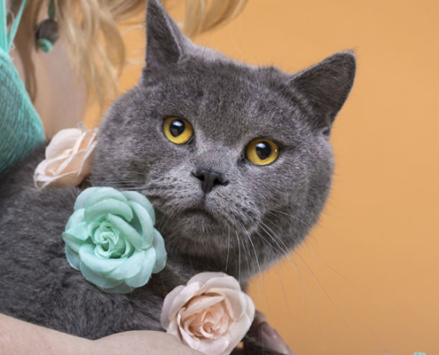 Tierfotografie British Shorthair Katze in München